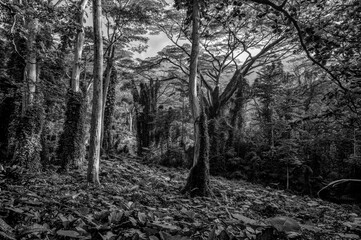 Old Growth Trees in Rainforest Clearing with Tree Ferns in Black and White.