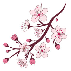 cherry blossom branch