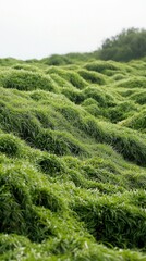 Rolling Green Hills of Lush Grass