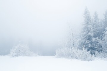 Fototapeta premium Winter Wonderland : Frosty Trees in Fog - Serene winter scene, snow-covered trees shrouded in fog, evokes peace, tranquility, and the beauty of a cold climate. Symbolism: peace, serenity, winter