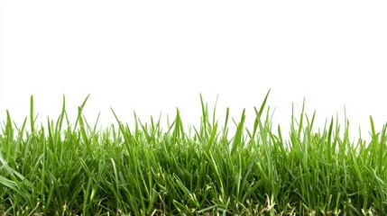 Obraz premium Lush Green Grass Border on White Background