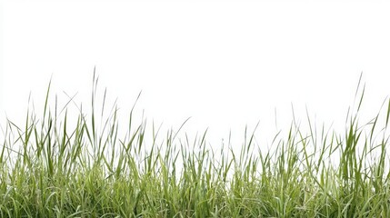 Fototapeta premium Lush Green Grass Border on White Background