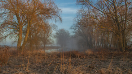 foggy march morning in the forest