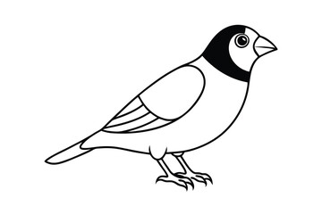 Zebra Finch Bird Outline Drawing, Simple Black White Illustration