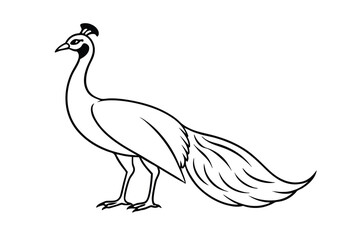 Fototapeta premium Elegant Black and White Peacock Illustration, Bird Profile
