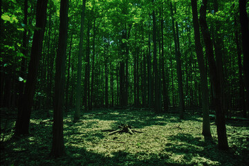 Obraz premium Serene deciduous forest scene, dappled sunlight filtering through lush green canopy, fallen leaves carpet the forest floor.