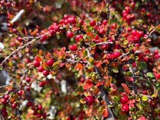 Pyracantha orange berries, firethorn decorative fruits, bright bush in autumn garden, red pyracantha