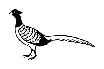 Fototapeta premium Elegant Black and White Pheasant Bird Illustration Drawing