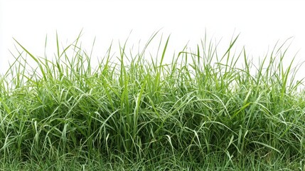 Obraz premium Lush Green Grass Isolated on White Background