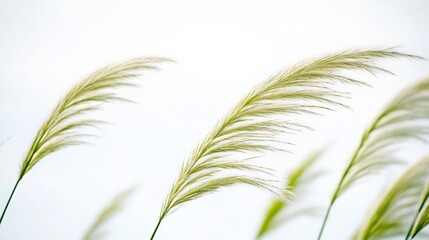 Pampas Grass in the Wind