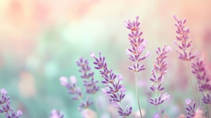 Naklejka premium A soft pastel-colored background with gentle hues of lavender, mint green, and peach, blending together in a calming and serene manner.