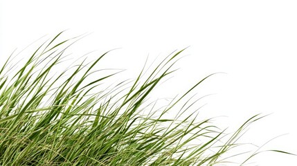 Green Grass Blades on White Background
