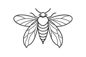 Cicada Insect Outline Drawing, Black and White, Detailed Wings