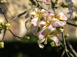 Exotic Ceiba speciosa silk floss tree flowers closeup