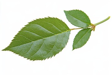Fototapeta premium A Close Up Image of Green Leaves on a Stem