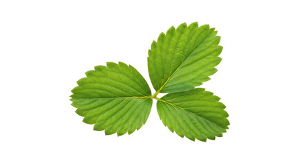 Isolated Strawberry Leaf