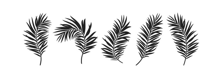 Set of vector silhouettes tropical palm leaves. Exotic jungle leaf isolated on white background.