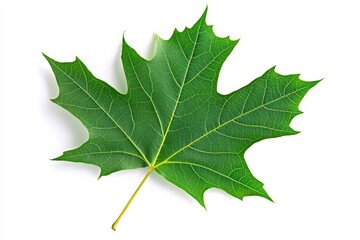 Fototapeta premium A Single Green Leaf On A Blank White Background