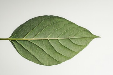 Obraz premium A close up photograph displays a green leaf on a white surface