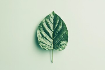 A detailed image showing a single symmetrical green leaf