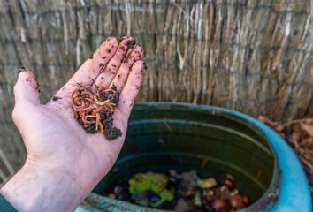 Compost worms taken out from compost bin displayed in hand, composting kitchen waste in the garden...