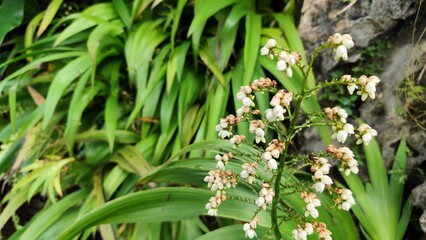 Obraz premium Elegant Dichorisandra thyrsiflora (Blue Ginger) Flowers with Lush Green Foliage in a Tropical Garden Setting