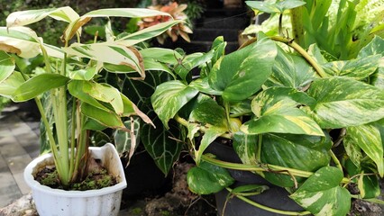 Obraz premium Variegated ginger in a pot with pothos plant: tropical garden greenery