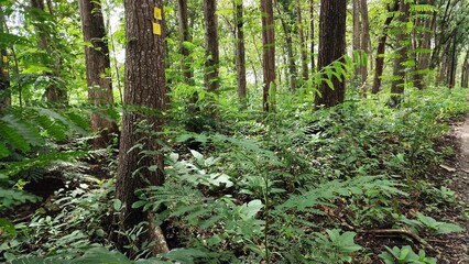 Lush Tropical Forest Scene: Verdant Foliage and Tree Trunks in Vibrant Daylight