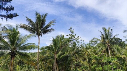 Obraz premium Lush tropical scene with coconut palm trees against a bright blue sky and scattered white clouds in Bali