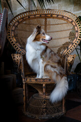 An Australian Shepherd dog sits regally in a wicker peacock chair. Close-up, pet portrait, vintage setting