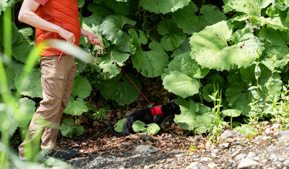 Fototapeta premium person leads black cat on leash through dense green foliage. The cat wears red harness, exploring its natural surroundings with curiosity and interest during the outdoor walk