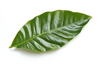 Fototapeta premium A single glossy green leaf resting on a white surface