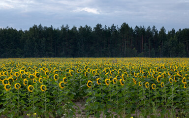 Obraz premium Sunflower field in the early morning, bright and large flowers
