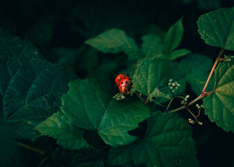 自然中的对比色【Contrast in Nature】