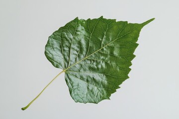 A vibrant green leaf displays intricate venation on a white surface