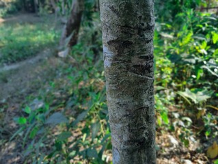 Obraz premium The big and long-ago tree trunk is in the woods. Tree trunk close-up photo. Tree skin texture