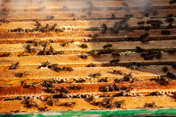 Apicoltura Arnie Alveari © Piergiorgio Greco