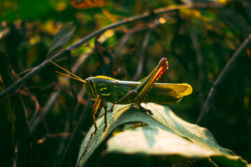 自然中的昆虫【Insect in Nature】