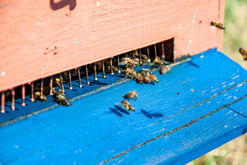 Apicoltura Arnie Alveari © Piergiorgio Greco