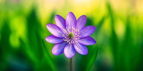Fototapeta premium A delicate purple flower blossoms in a vibrant green meadow bathed in soft sunlight, showcasing nature's gentle beauty.