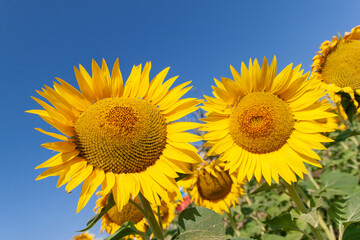 Obraz premium Girasoli