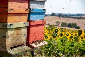 Apicoltura Arnie Alveari © Piergiorgio Greco