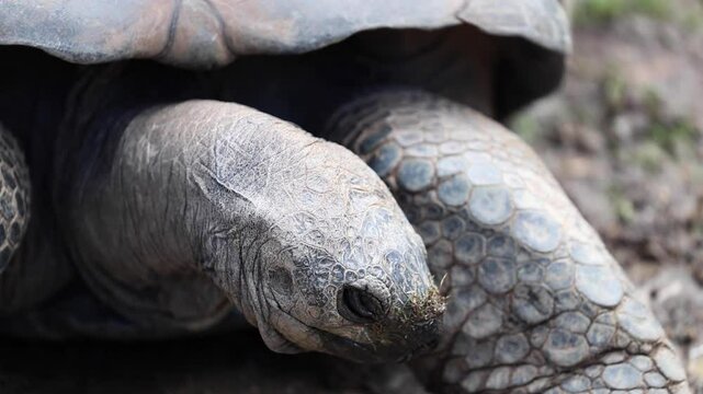 Tortoise eating grass