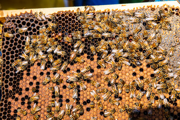 Apicoltura Arnie Alveari © Piergiorgio Greco