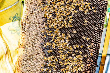 Apicoltura Arnie Alveari © Piergiorgio Greco