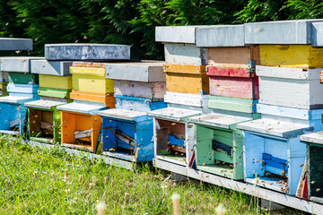 Apicoltura Arnie Alveari © Piergiorgio Greco