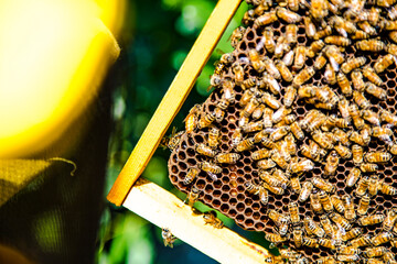 Apicoltura Arnie Alveari © Piergiorgio Greco