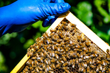 Apicoltura © Piergiorgio Greco