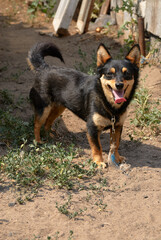 A cheerful black and tan dog standing on outdoor dirt terrain, happily panting under sunny conditions. Displaying energy and enthusiasm, showcasing loyalty and companionship.