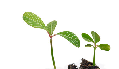 Close-Up of Two Sprouts Growing in Soil Against a White Background..